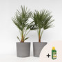 Voir la diapositive 6 : PLANT IN A BOX Palmier nain - Set de 2 - Chamaerops humilis - Hauteur 70-80cm - ⌀21cm