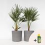 Voir la diapositive 6 : PLANT IN A BOX Palmier nain - Set de 2 - Chamaerops humilis - Hauteur 70-80cm - ⌀21cm