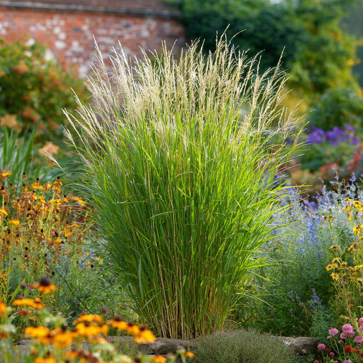 PLANT IN A BOX Roseau de Chine - Set de 2 - Miscanthus 'Gracillimus' - H40-60cm - ⌀23cm