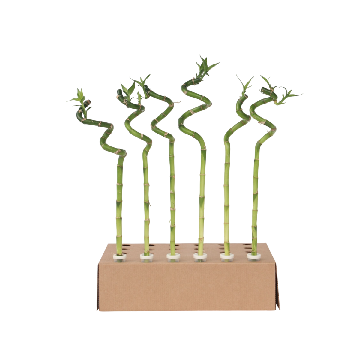 PLANT IN A BOX Lucky Bamboo - Set de 6 - Dracaena sanderiana - Hauteur 40-50cm - ⌀2cm