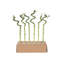 Voir la diapositive 1 : PLANT IN A BOX Lucky Bamboo - Set de 6 - Dracaena sanderiana - Hauteur 40-50cm - ⌀2cm