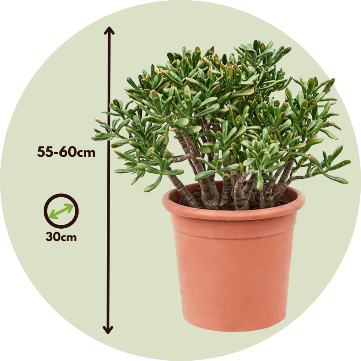 PLANT IN A BOX Arbre de jade - Crassula ovata 'Hobbit' - Hauteur 55-60cm - ⌀30cm