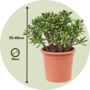 Voir la diapositive 2 : PLANT IN A BOX Arbre de jade - Crassula ovata 'Hobbit' - Hauteur 55-60cm - ⌀30cm