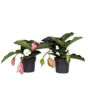 Voir la diapositive 1 : PLANT IN A BOX Medinille magnifique - Set de 2 - Medinilla magnifica - Hauteur 40-50cm - ⌀17cm