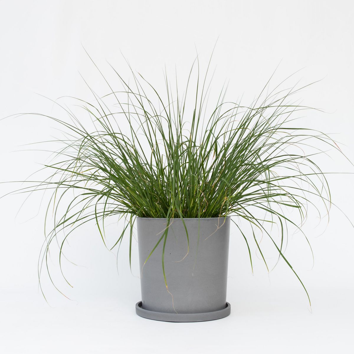 PLANT IN A BOX Pennisétum - Pennisetum alopecuroides 'Hameln' - Hauteur 20-30cm - ⌀23cm