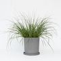 Voir la diapositive 5 : PLANT IN A BOX Pennisétum - Pennisetum alopecuroides 'Hameln' - Hauteur 20-30cm - ⌀23cm
