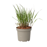 PLANT IN A BOX Herbe aux doigts - Panicum Virgatum 'Squaw' - Hauteur 40-60cm - ⌀23cm