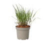Voir la diapositive 1 : PLANT IN A BOX Herbe aux doigts - Panicum Virgatum 'Squaw' - Hauteur 40-60cm - ⌀23cm