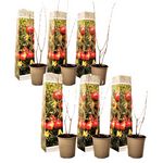 PLANT IN A BOX Grenadier - Set de 6 - Punica granatum - Hauteur 25-40cm - ⌀9cm