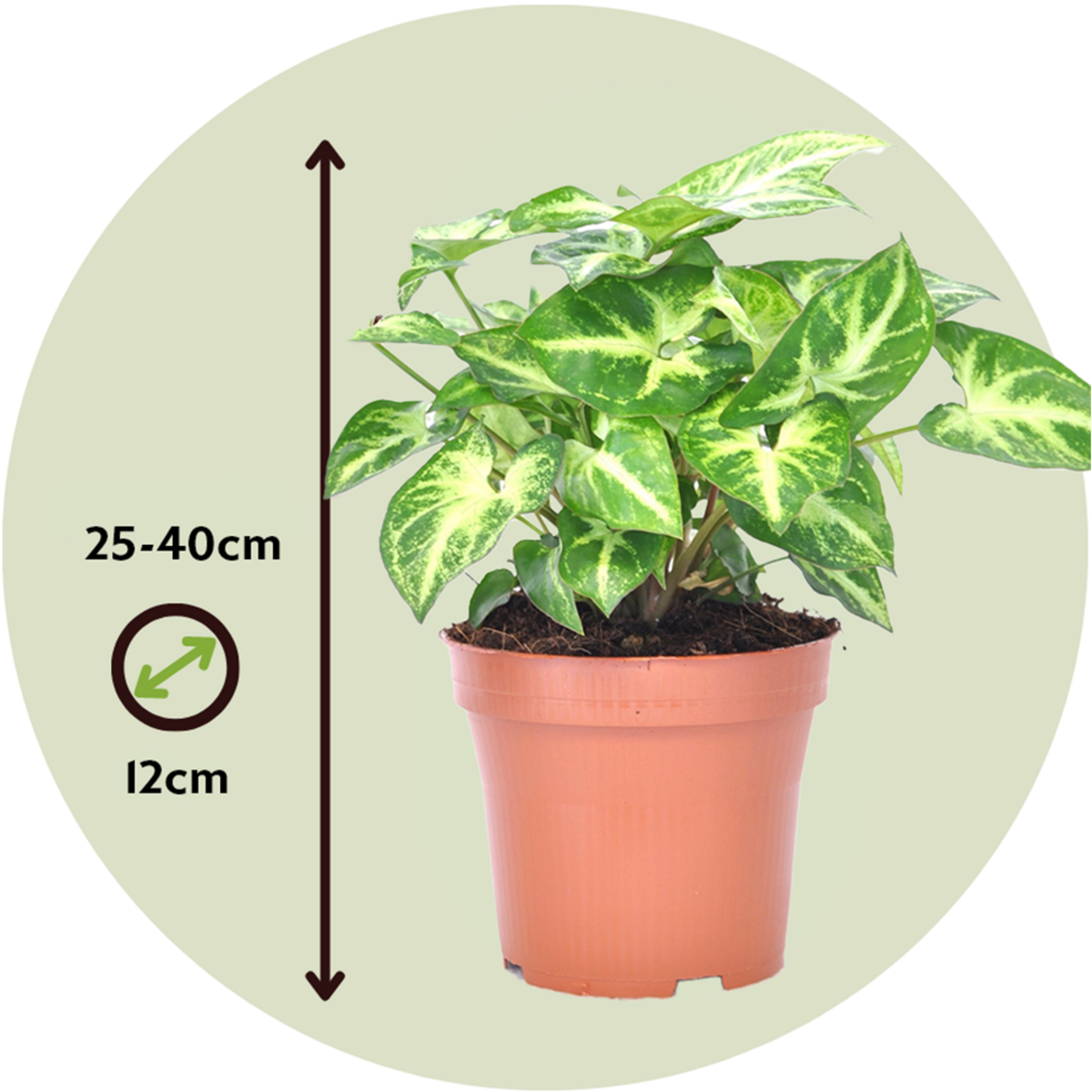 PLANT IN A BOX Patte-d'oie - Syngonium podophyllum 'Pixie' - Hauteur 25-40cm - ⌀12cm