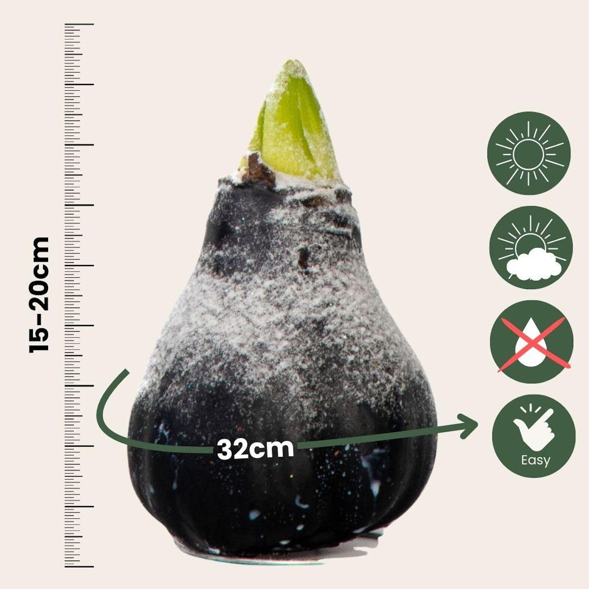 PLANT IN A BOX Amaryllis - hippeastrum 'Wax Snow Black' - Bulbe de fleur - Rouge