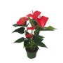 Voir la diapositive 1 : PLANT IN A BOX Langue de feu - Anthurium 'Royal Champion' - Hauteur 35-45cm - ø12cm