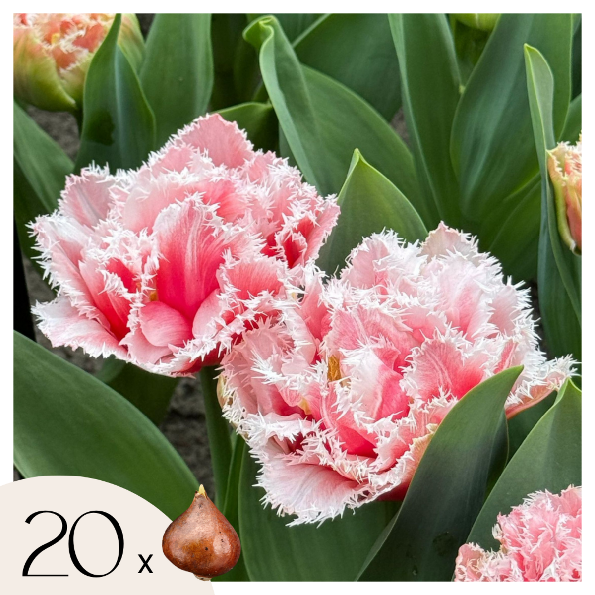PLANT IN A BOX Tulipe - Set de 20 - Tulipa 'Queensland' - Bulbes à fleurs - Rose
