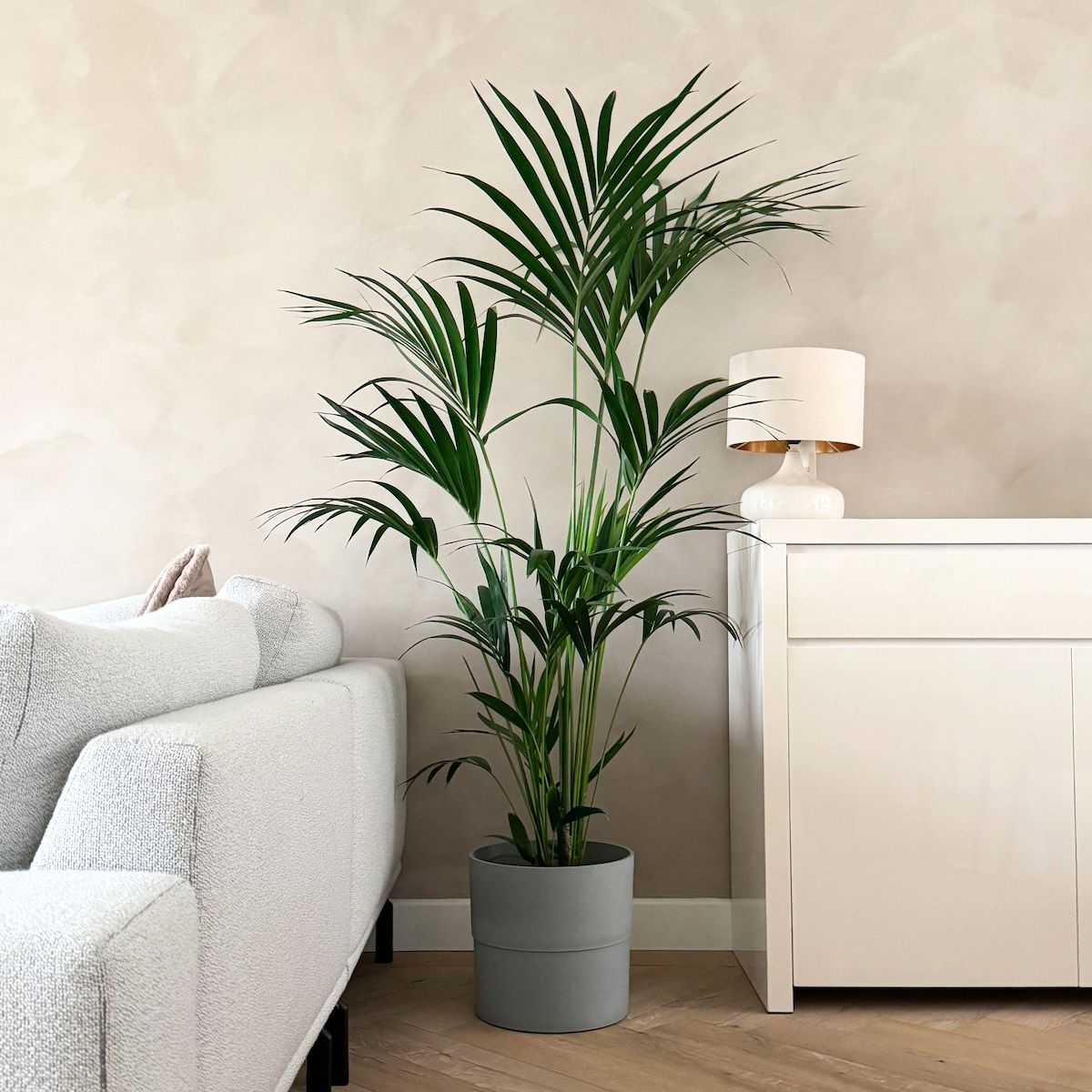 PLANT IN A BOX Palmier Kentia - Howea forsteriana - Hauteur 150-170cm - ⌀24cm