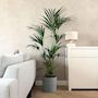 Voir la diapositive 4 : PLANT IN A BOX Palmier Kentia - Howea forsteriana - Hauteur 150-170cm - ⌀24cm