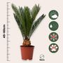 Voir la diapositive 2 : PLANT IN A BOX Sagou du Japon - Set de 2 - Cycas revoluta - Hauteur 45-60cm - ⌀15cm