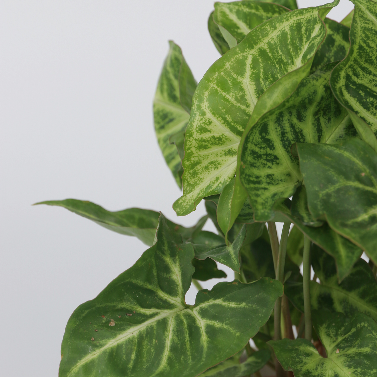 PLANT IN A BOX Patte-d'oie - Syngonium podophyllum 'Pixie' - Hauteur 25-40cm - ⌀12cm