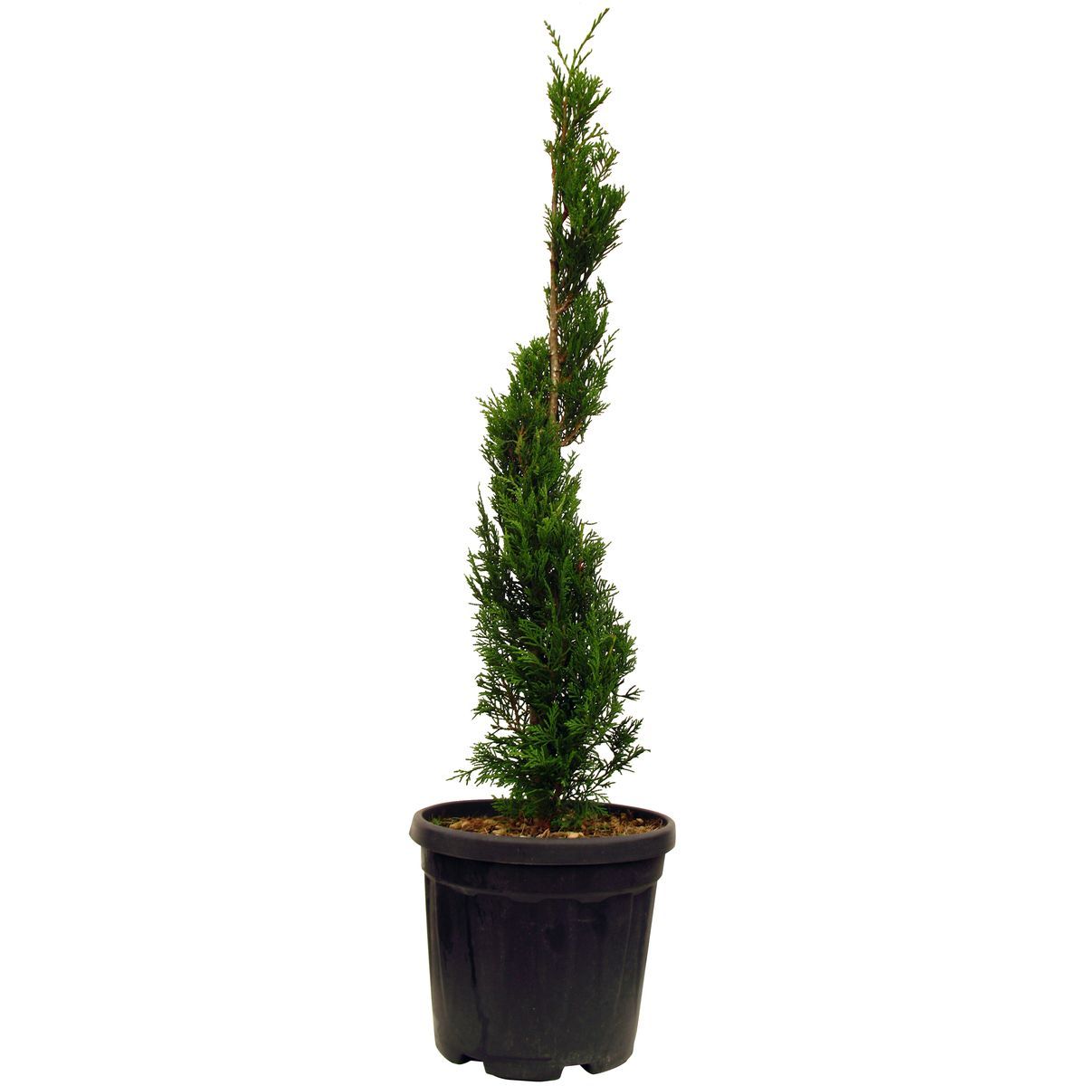 Lot De 2 Cypres Leyland Vert Spirale Pot 18L Haut. 90/100cm