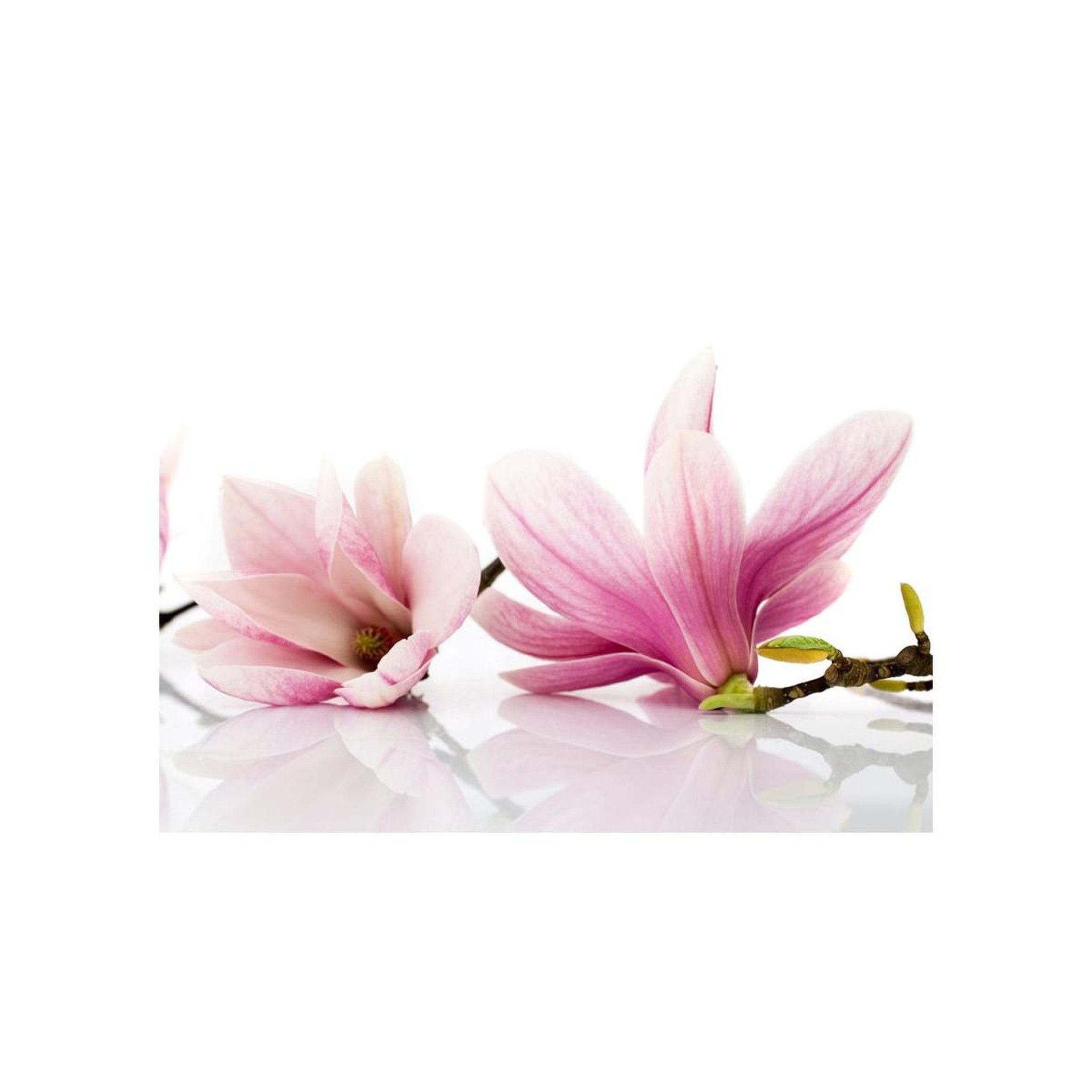 Voir la diapositive 2 : Paris Prix Papier peint  fleur de magnolia
