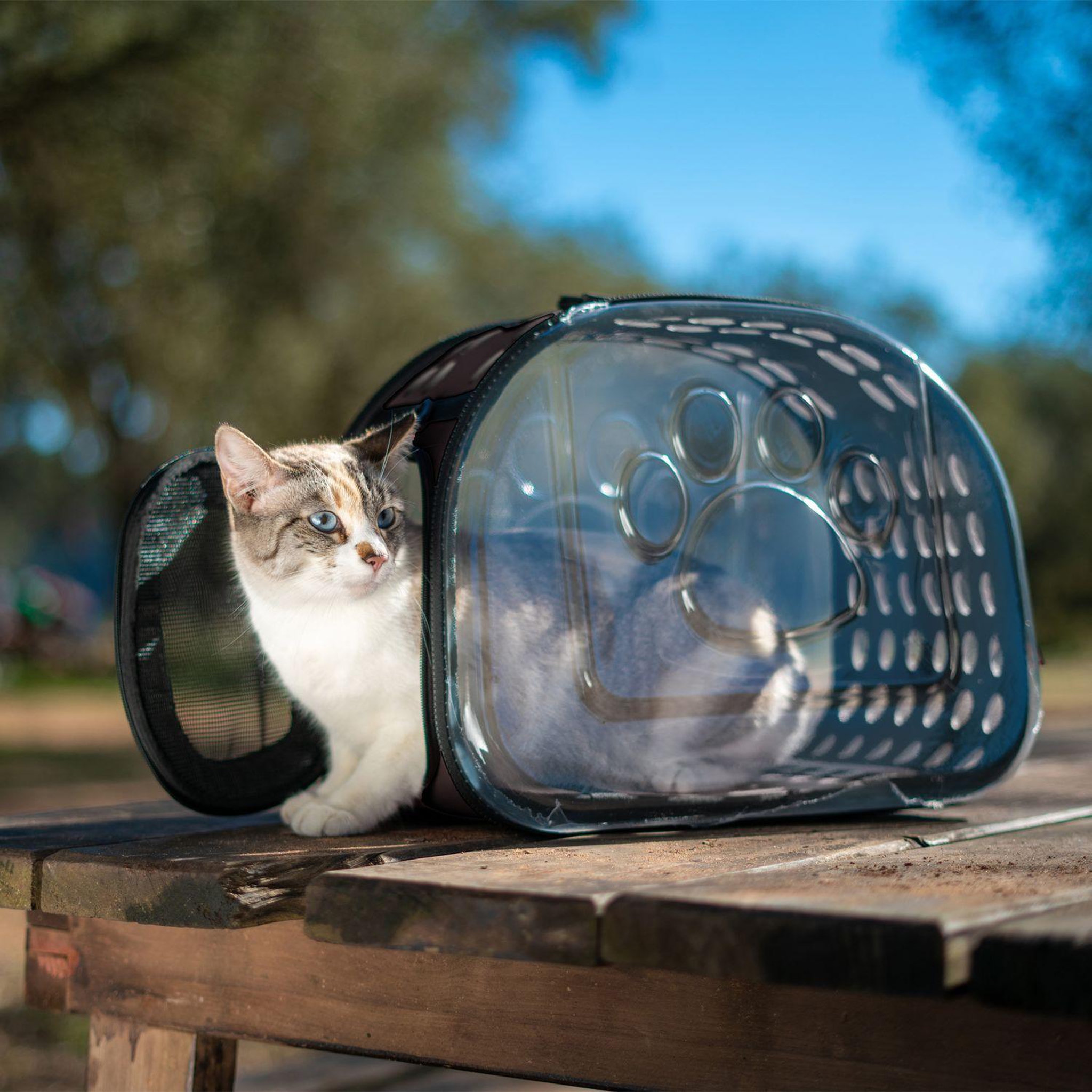 Voir la diapositive 2 : LOVE STORY Sac de transport transparent pour chien et chat