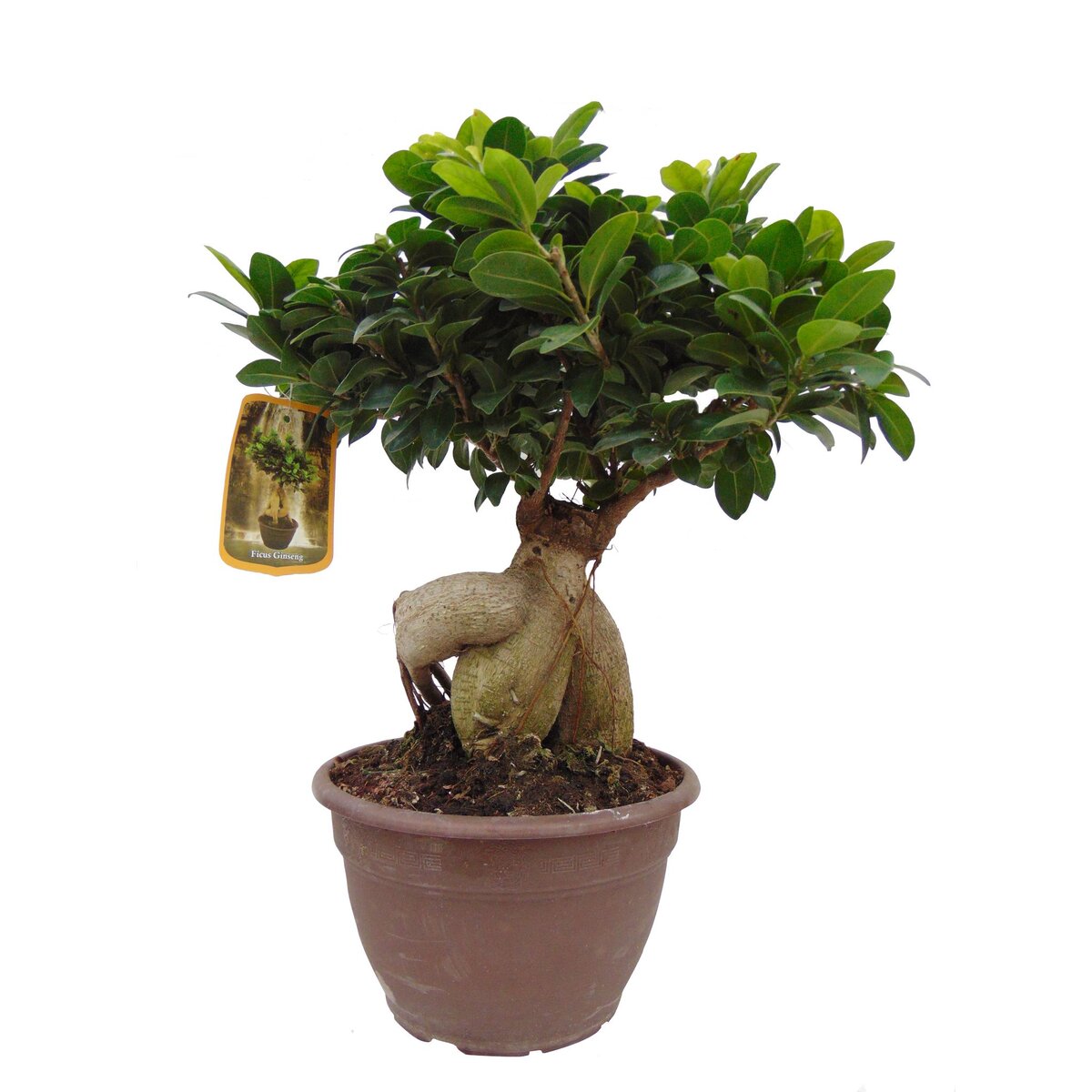Ficus Ginseng Bonsai pas cher Auchan.fr