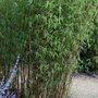  Bambou Jiuzhaigou - Le pot de 13 cm. Hauteur livrée 40-50 cm - Willemse