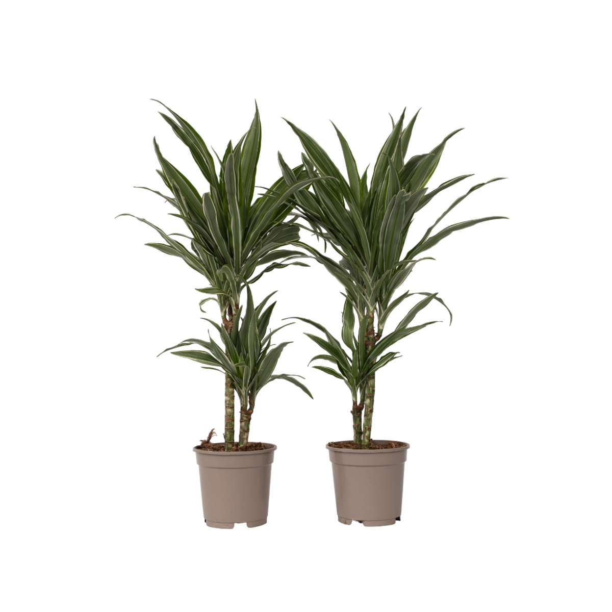 PLANT IN A BOX Dragonnier - Set de 2 - Dracaena Deremensis 'Warneckei' - H60-70cm - ⌀17cm