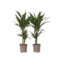 Voir la diapositive 1 : PLANT IN A BOX Dragonnier - Set de 2 - Dracaena Deremensis 'Warneckei' - H60-70cm - ⌀17cm