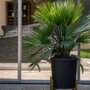 Voir la diapositive 4 : PLANT IN A BOX Palmier nain - Chamaerops 'Vulcano' - Hauteur 35-45cm - ⌀19cm