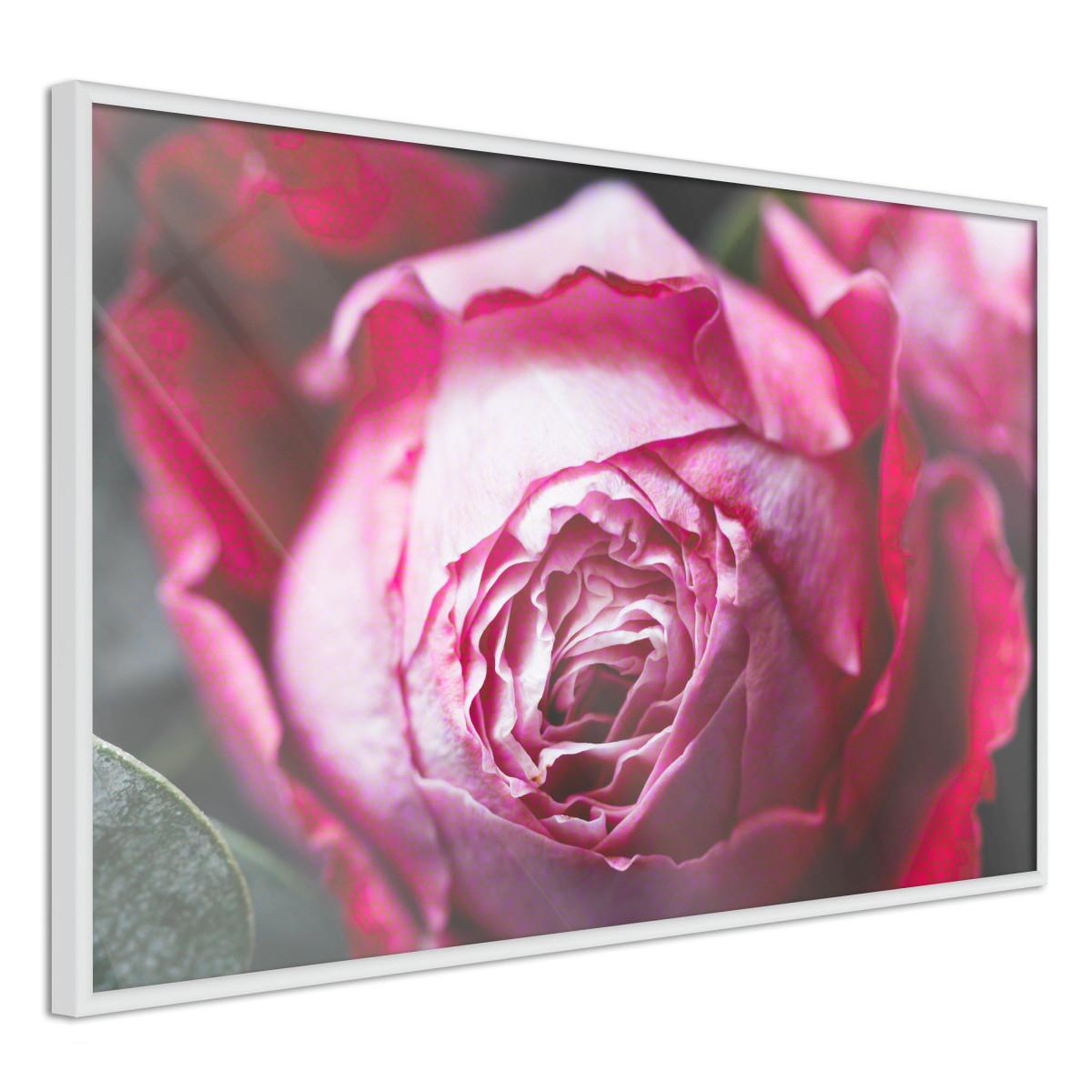 Paris Prix Affiche Murale Encadrée  Blooming Rose