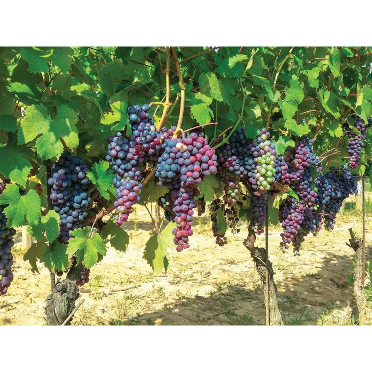 Smartbox Voyage autour du vin - Coffret Cadeau Séjour