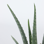 Voir la diapositive 3 : PLANT IN A BOX Aloe vera - Set de 4 - Aloe barbadensis - Hauteur 25-40cm - ⌀10,5cm