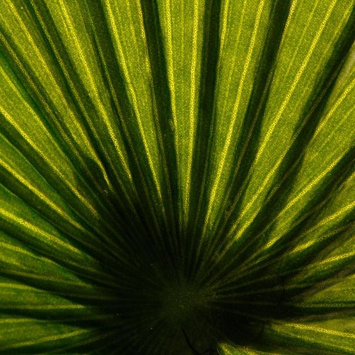 ATMOSPHERA Plante Artificielle  Palmier  190cm Vert