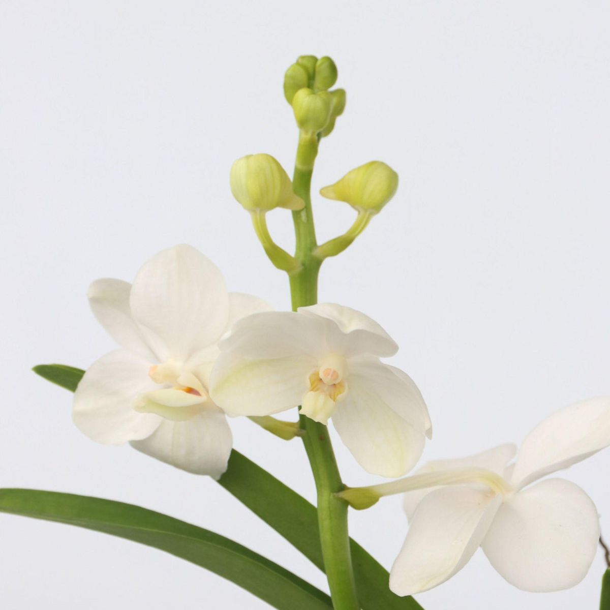 PLANT IN A BOX Orchidée - Vanda 'White' - Hauteur 40-50cm - ⌀14cm