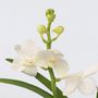 Voir la diapositive 3 : PLANT IN A BOX Orchidée - Vanda 'White' - Hauteur 40-50cm - ⌀14cm