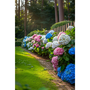 Voir la diapositive 4 : PLANT IN A BOX Hortensia - Set de 6 - Hydrangea macrophylla - Hauteur 25-40cm - ⌀9cm