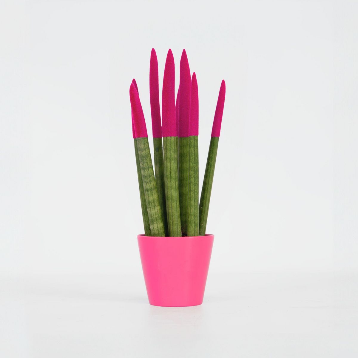 PLANT IN A BOX Sansevieria cylindrique - Hauteur 20-40cm - Pot 9cm