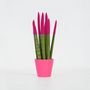 Voir la diapositive 6 : PLANT IN A BOX Sansevieria cylindrique - Hauteur 20-40cm - Pot 9cm