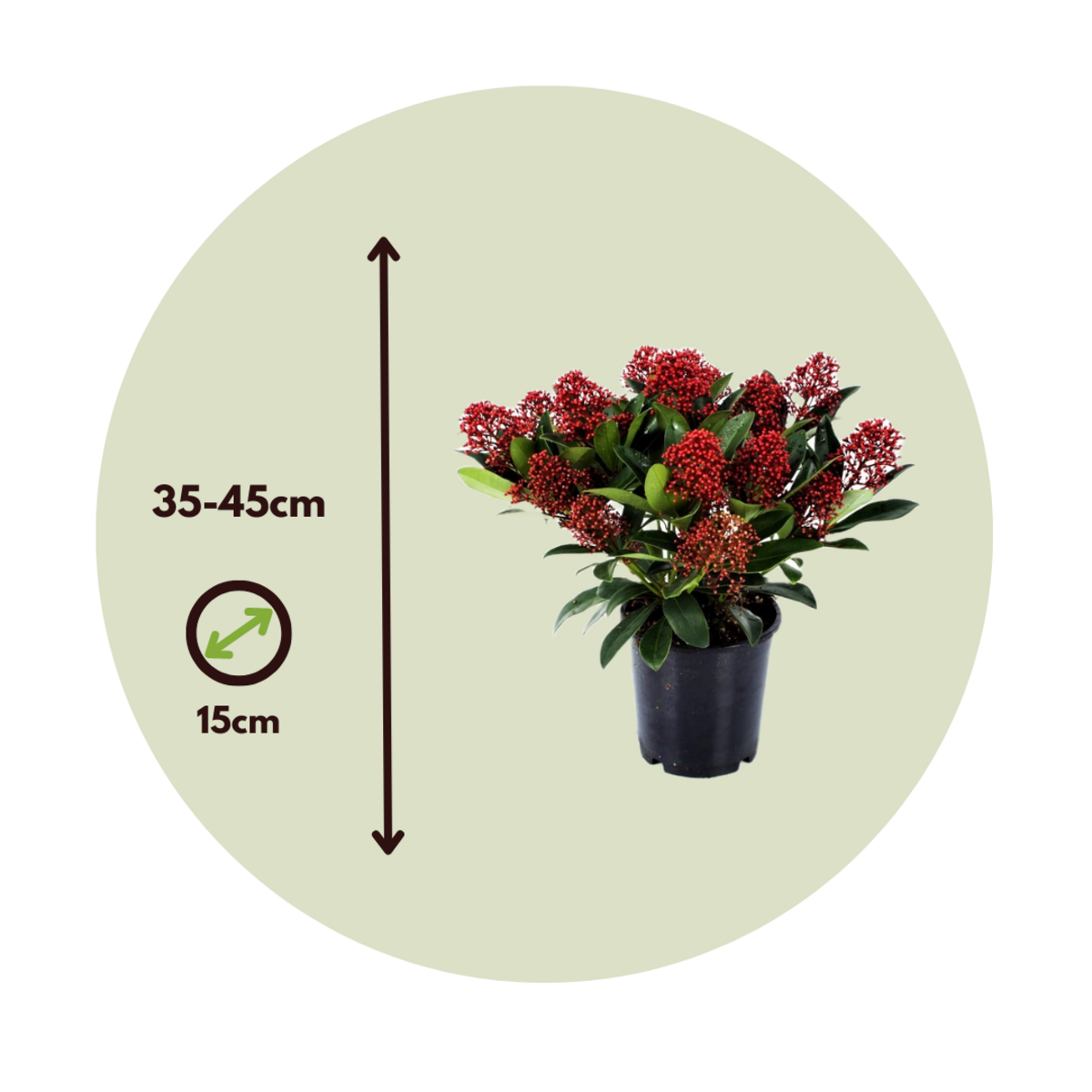PLANT IN A BOX Arbuste à fleurs - Set de 2 - Skimmia japonica 'Rubella' - H35-45cm - ⌀15cm