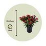 Voir la diapositive 2 : PLANT IN A BOX Arbuste à fleurs - Set de 2 - Skimmia japonica 'Rubella' - H35-45cm - ⌀15cm
