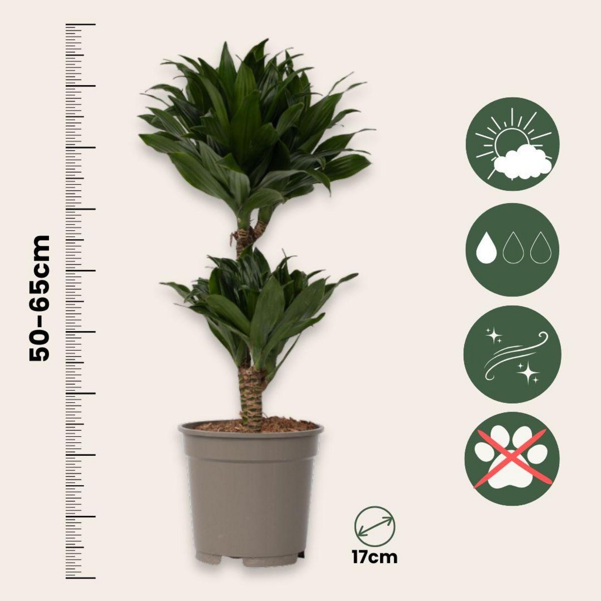 PLANT IN A BOX Dragonnier - Set de 2 - Dracaena surculosa - Hauteur 50-65cm - ⌀17cm