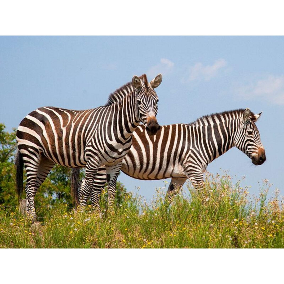 Smartbox Journée d'exploration en famille : 4 entrées pour le Safari de Peaugres près de Saint-Étienne - Coffret Cadeau Sport & Aventure