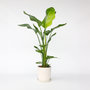 Voir la diapositive 6 : PLANT IN A BOX Oiseau de paradis - Strelitzia nicolai - Hauteur 90-110cm - ⌀21cm