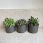 Voir la diapositive 5 : PLANT IN A BOX Mélange de succulentes - Set de 3 - Succulent Mix - H15-20cm - ⌀10,5cm
