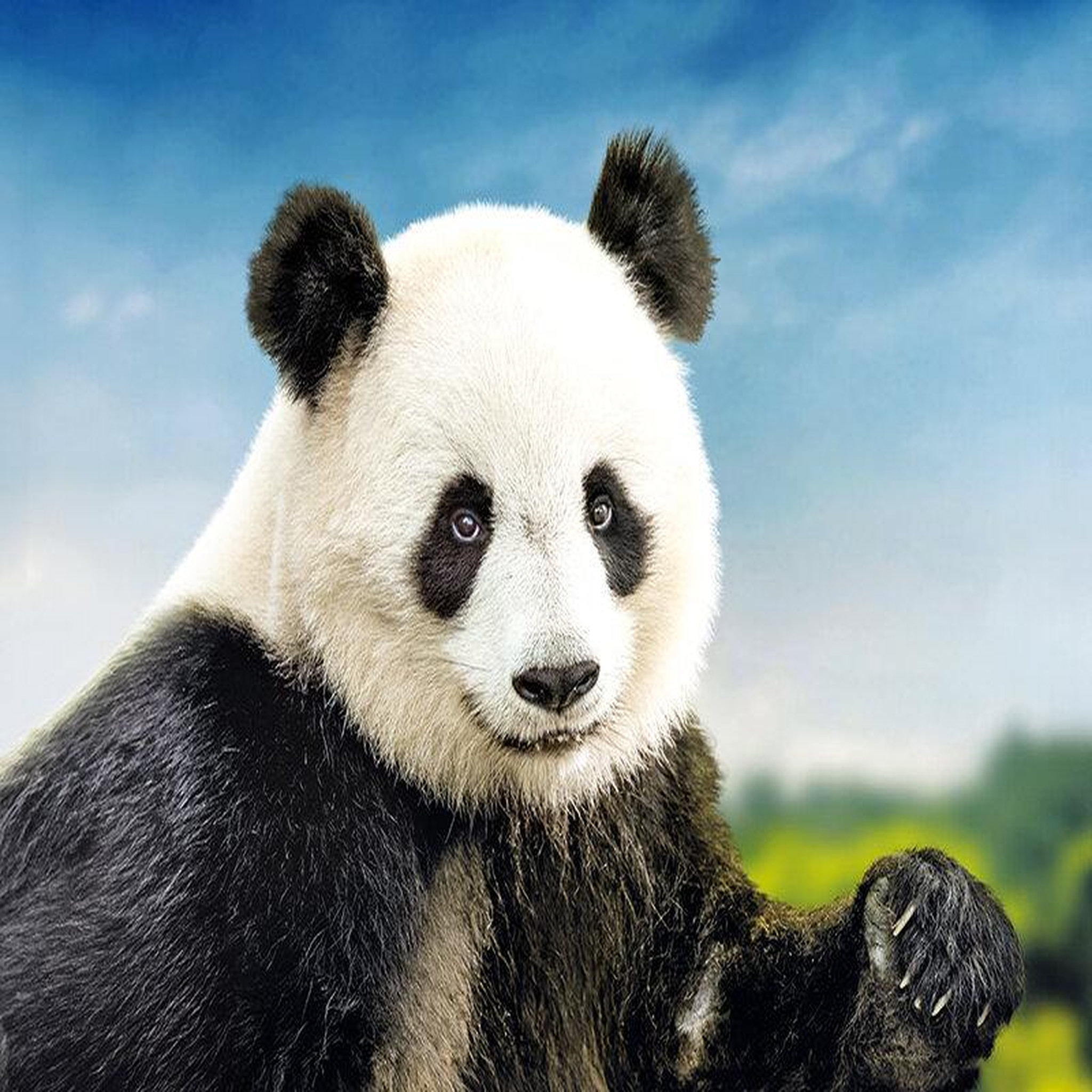 Voir la diapositive 3 : Smartbox ZooParc de Beauval 2026  - 2 billets adultes - Coffret Cadeau Multi-thèmes