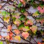 Voir la diapositive 3 : PLANT IN A BOX Vigne vierge - Set de 6 - Parthenocissus quinquefolia - Hauteur 25-40cm - ⌀9cm