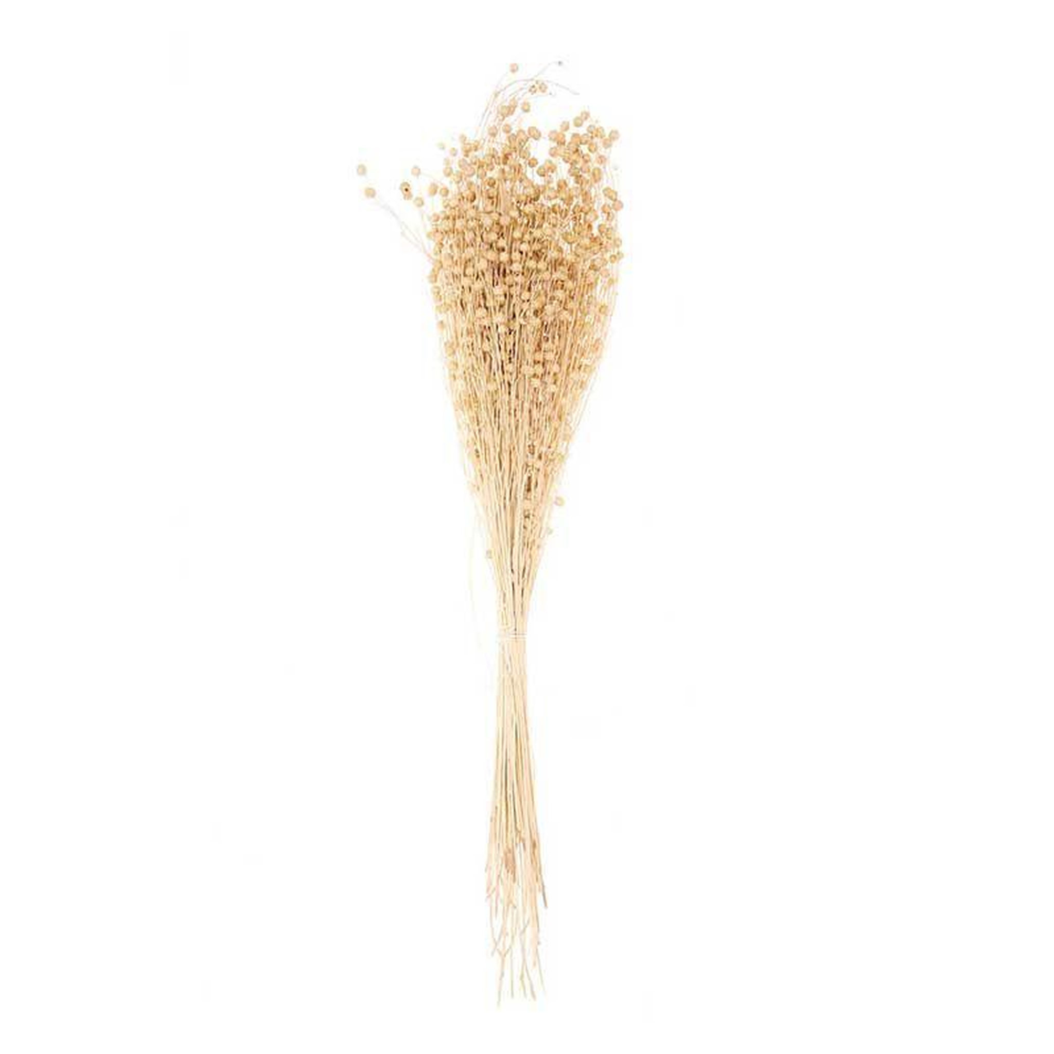Voir la diapositive 1 : RICO DESIGN Lins séchés naturel - 70 cm