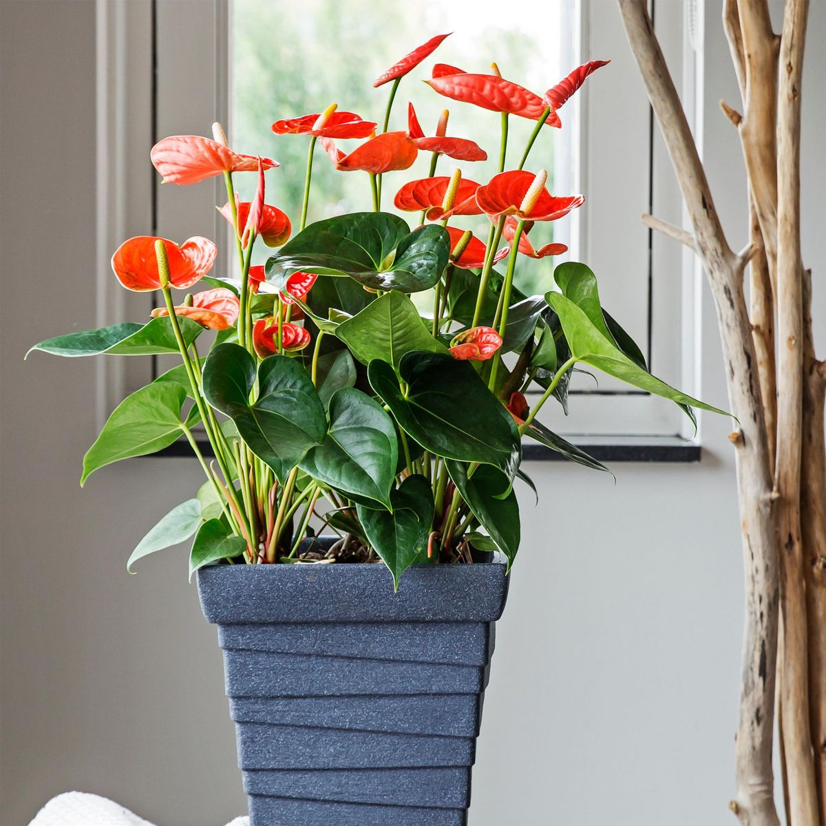 PLANT IN A BOX Langue de feu - Anthurium 'Madural Orange' - Hauteur 55-70cm - ø17cm