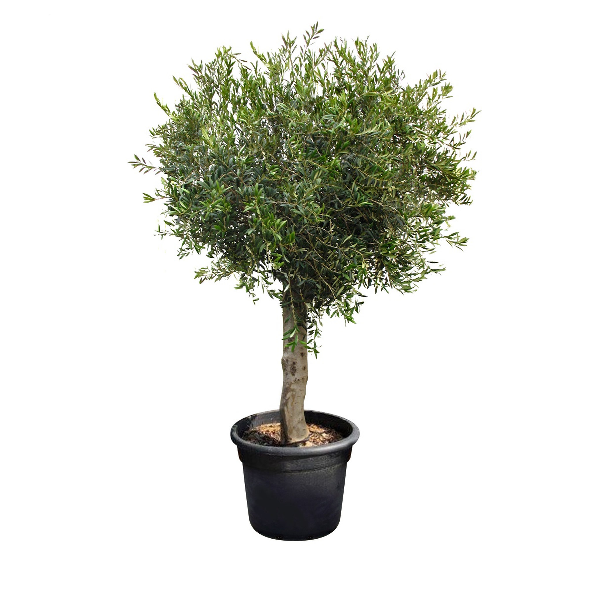 Voir la diapositive 2 : OLIVIER en pot de 45l hauteur de 140 à 160cm 