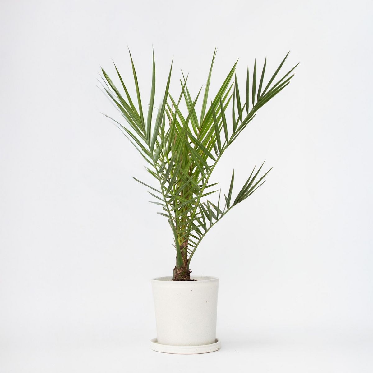 PLANT IN A BOX Palmier Dattier des Canaries - Phoenix canariensis - Hauteur 50-60cm - ⌀15cm